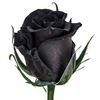 گل رز سیاه