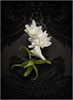 Supreme Bouquet (Le Vestiaire des Parfums)